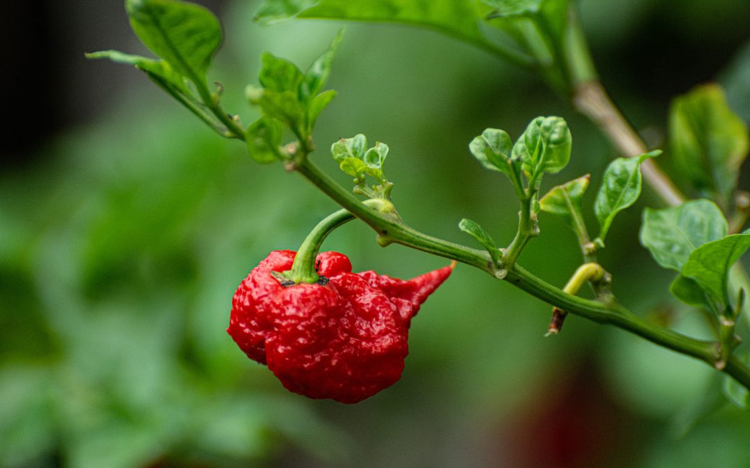 Können Chilis auch gefährlich sein !!!