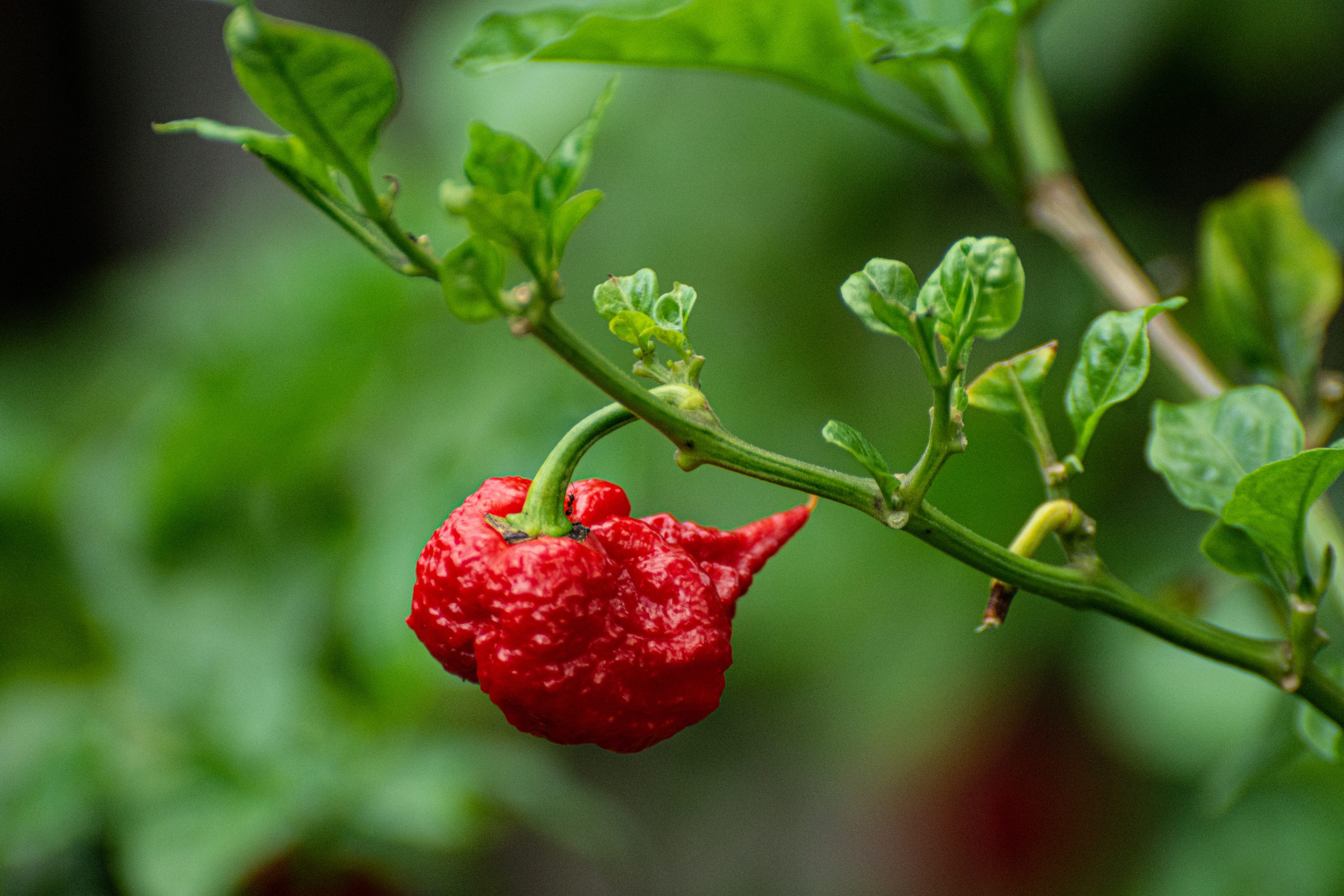 Carolina Reaper